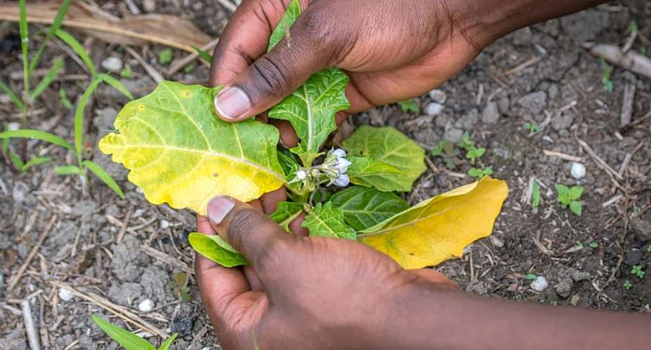 Hands-on monitoring is key to fighting many plant diseases. - Source: Edwin Remsberg/VWPics/Universal Images Group via Getty Images