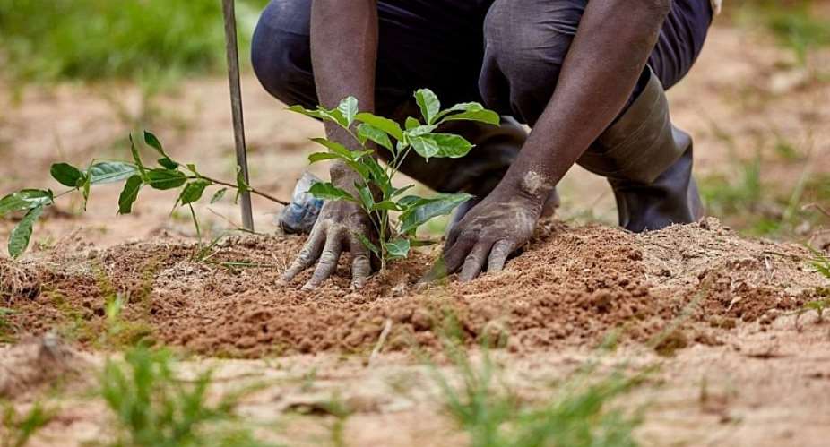 Were caging the trees we planted because of enemies who dont like Green Ghana project — Okaikoi North MCE