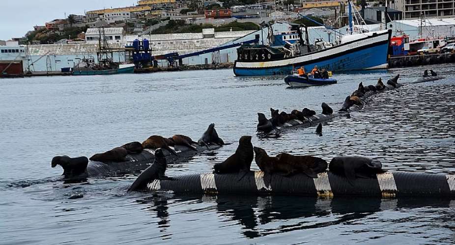 Sharks, seals, hunters, tourists – how wildlife-human interactions matter for conservation