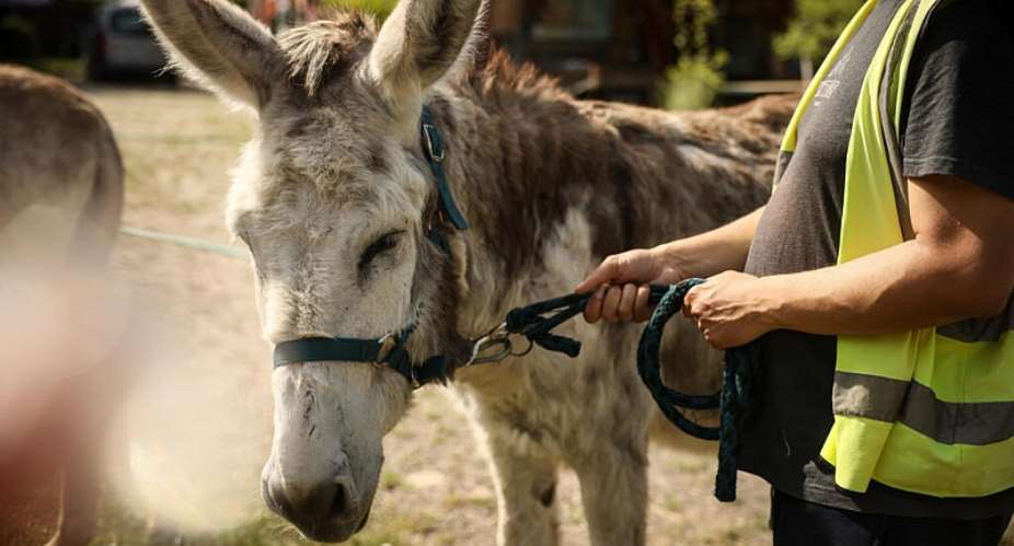 A patient with mental health conditions participates in a therapy session involving donkeys at a psychiatric hospital in Neuilly-sur-Marne, in the eastern suburbs of Paris, on May 29, 2026. -  Thomas Padilla, AP