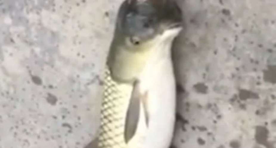 A Fish With A Bird's Head Or A Bird With A Fish's Body?