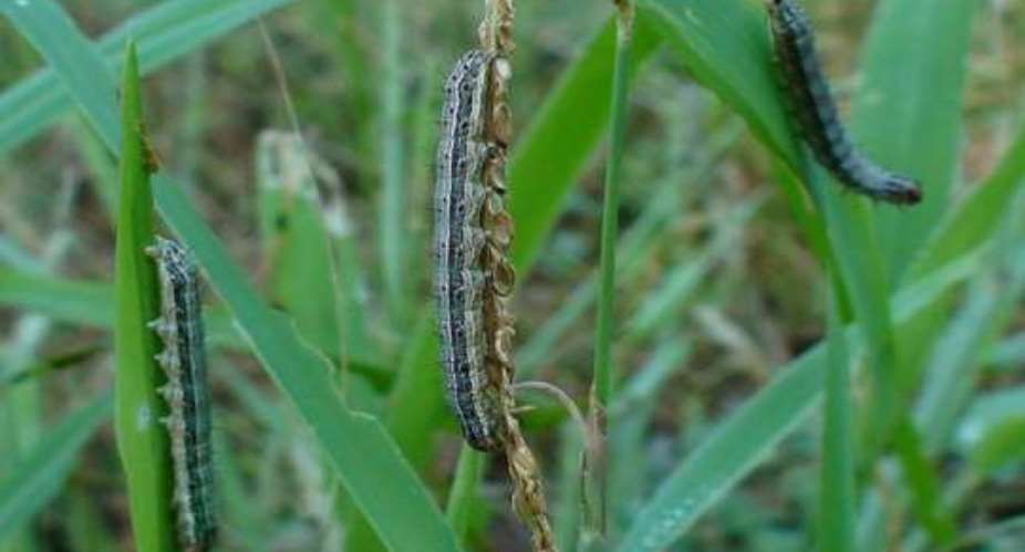 Fall army worms fast spreading in Nkoranza Municipality
