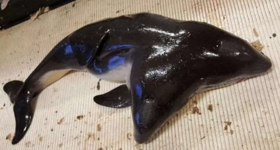 Dutch fishermen discover world's first two-headed porpoise