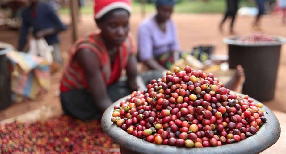 Workers sort coffee beans at a coffee estate in Ruiru, a suburb on the outskirts of Nairobi. - Source: Photo by Long LeiXinhua via Getty Images