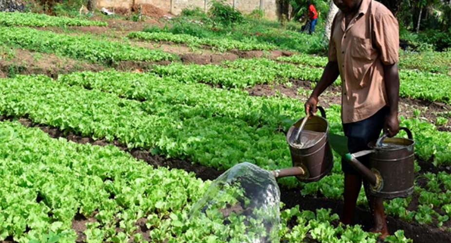 A vegetable farm