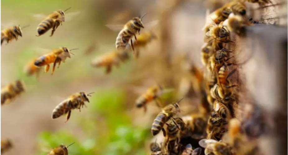 2025 BECE: Bees attack candidates at exam centre in Wa