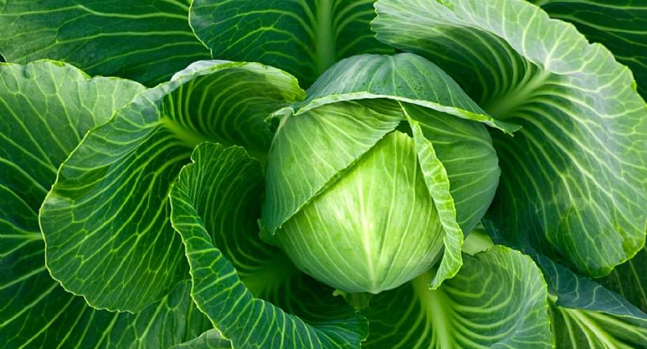 The Agronomic gist of cabbage