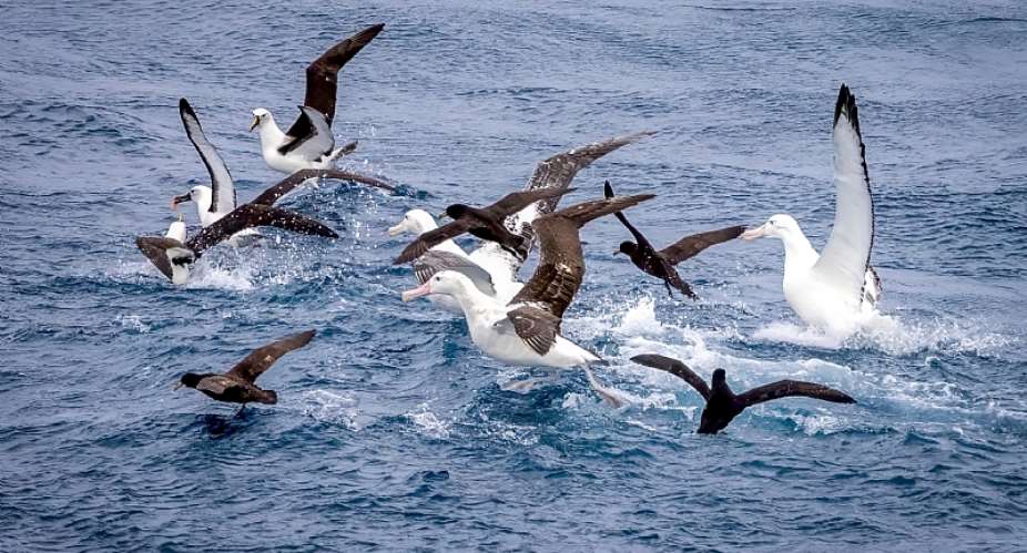 Seabirds In The Southern Ocean By Marion Island, South Africa  Michael S Fusco