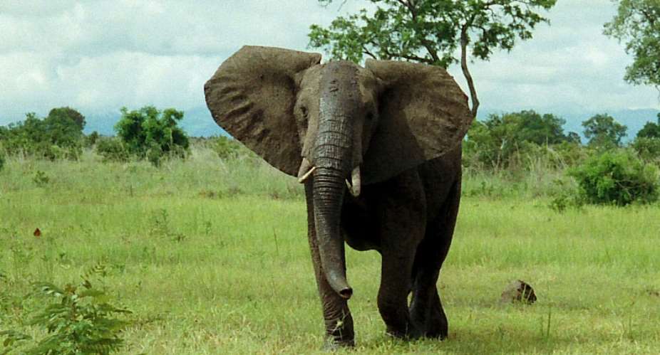Elephant Breaks Hunter's Waist At Damongo