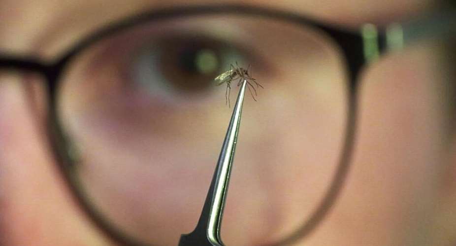 The tiger mosquito, which can transmit dengue, chikungunya and Zika, is now present across most of France, where researchers are testing new ways to reduce its numbers. - AP - Rick Bowmer