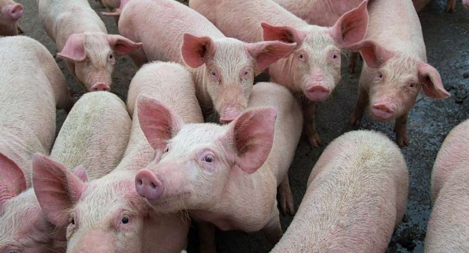 The Nigerian government must come to the aid of pig farmers to cushion the devastating effect of African Swine Fever - Source: