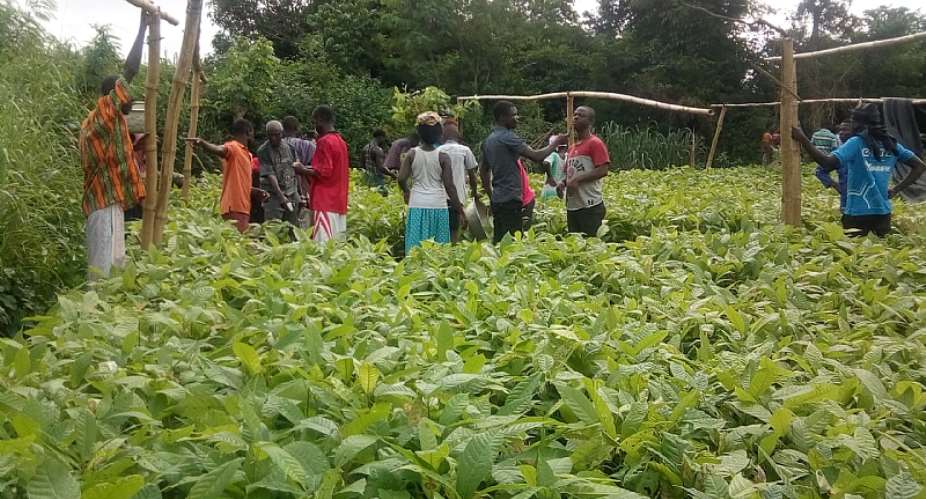 Gomoa Central Farmers Commends Akufo-Addo For Free Cocoa Seedlings