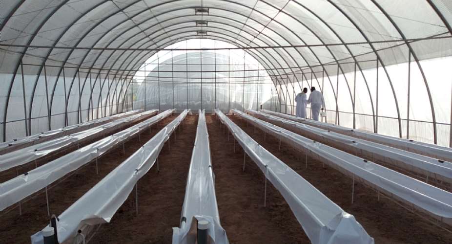 Hydroponic System Of Greenhouse Farm Opens In Sunyani