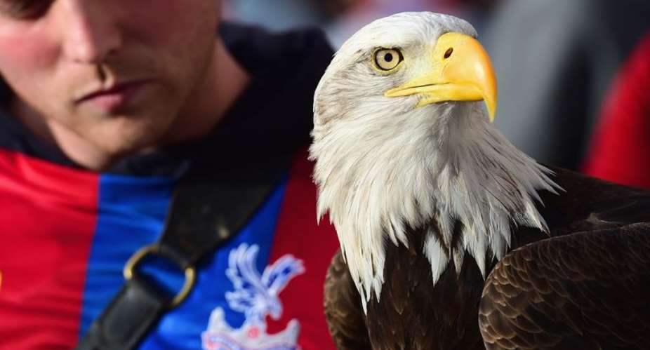 Crystal Palace Eagle Kayla Dies After Heart Attack Aged 28