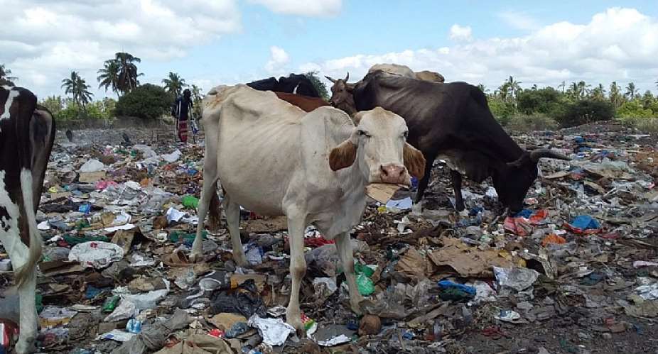 Investigation launched into impact of plastic pollution on livestock and working animals