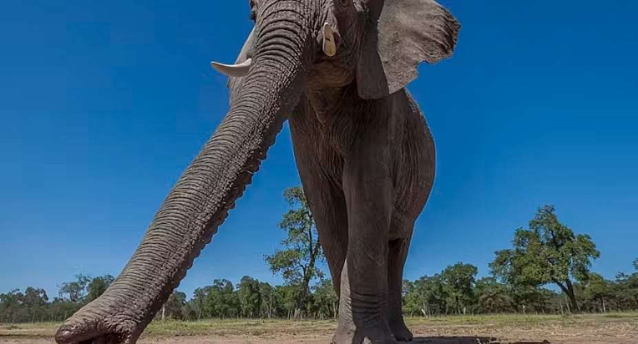 Elephants use the tips of their trunks to grasp things with great precision – how this can help robotic design