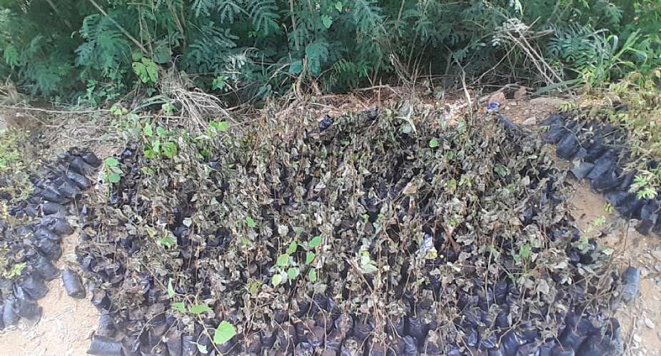 Somanya: 14,000 Green Ghana tree seedlings destroyed by unknown persons at Bukunor Forest Reserve
