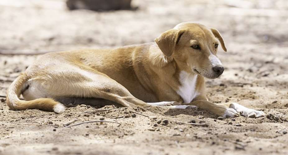 In Kenya, rabies is endemic across the country and has been estimated to cause 2,000 deaths annually. - Source: Author provided