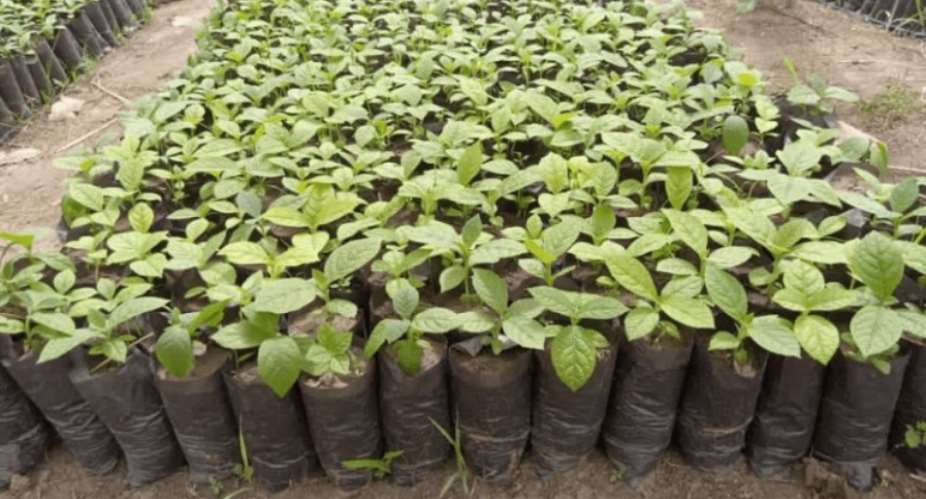Police arrest two suspects over destruction of green Ghana seedlings