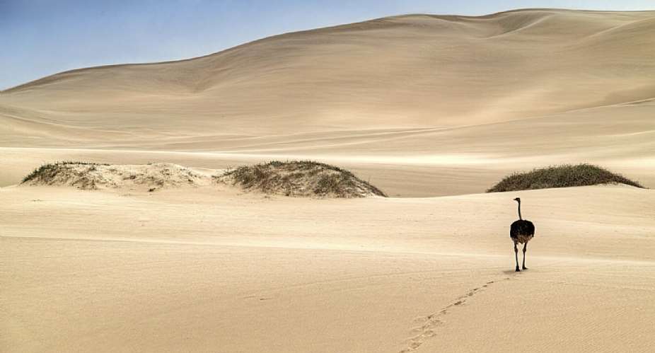 The modern-day Namib desert has been arid for at least 15 million years, when the extinct relatives of ostriches laid their eggs, which are like time capsules of ancient air.  - Source: JP Koch/Red Dune Safaris