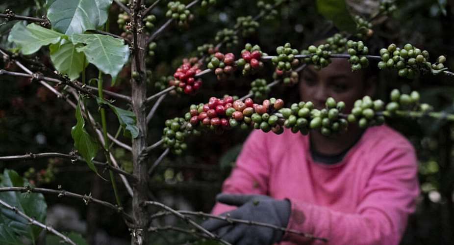 A farm worker harvests coffee beans at a plantation in Porcincula, Rio de Janeiro state, Brazil, on 17 July 2025. A new report says millions of coffee workers are exposed to hazardous pesticides. - AP - Bruna Prado
