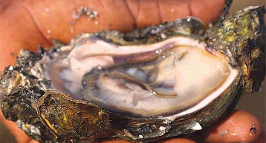 An oyster form Densu Estruary