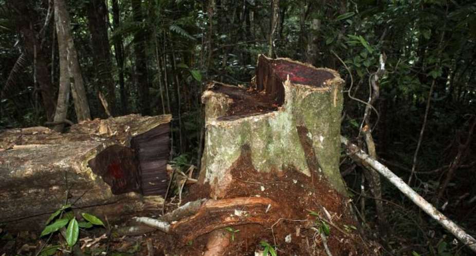 Illegal Logging Of Rosewood In The Kalakpa Forest Reserve