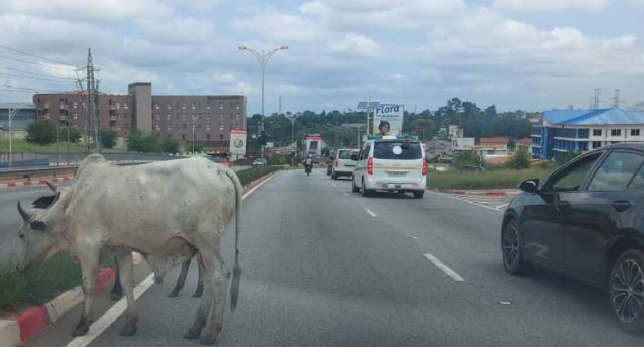 Stray cattle ‘hijack’ Kumasi highway