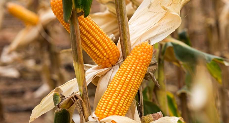New High Yielding Maize Variety Introduced To Farmers