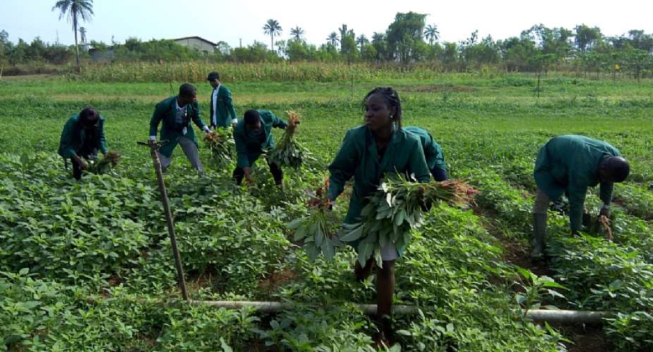 Youth Involvement Crucial To Successful Agriculture Intervention Programmes