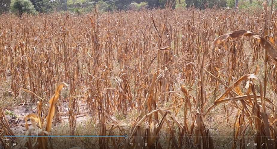 Farmers battling climate change and drought in Akatsi South
