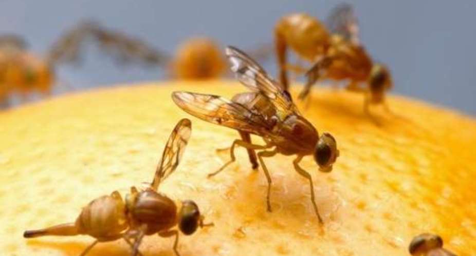 Fruit flies invade farms in Volta Region
