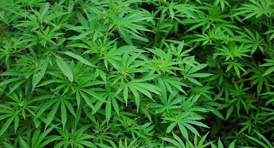 Stop campaigning for legalization of marijuana – NACOB warns Celebrities, Radio Presenters