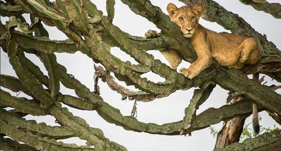 A young lion cub rests in the branches of a large euphorbia tree in Ugandaamp;39;s Queen Elizabeth Conservation Area.  - Source: Alex Braczkowski