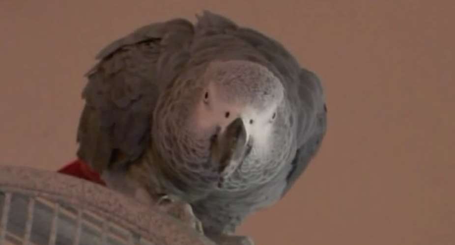 Dead man's parrot could become key witness in murder trial