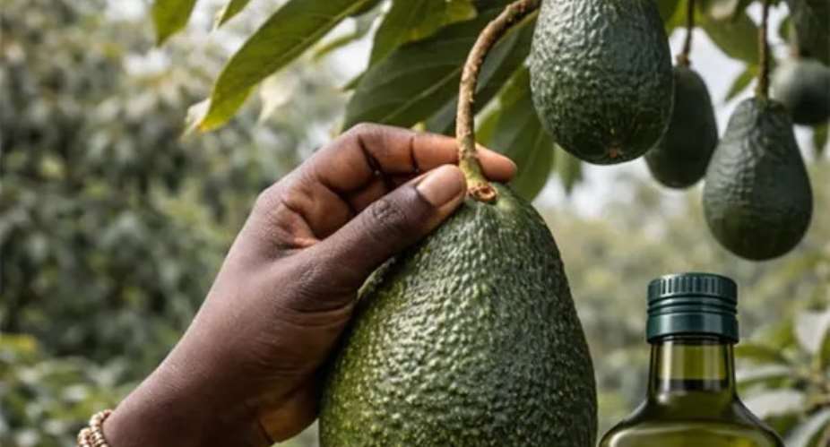 An avocado tree