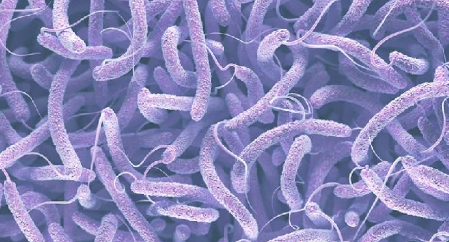 Beware of diseases and snakebites — GHS issues public health alert over rainy season risks