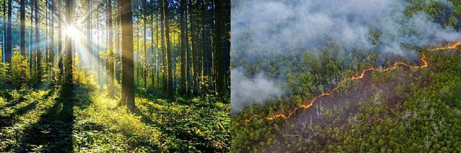 On the benefits of forests and why we must be concerned about their destruction