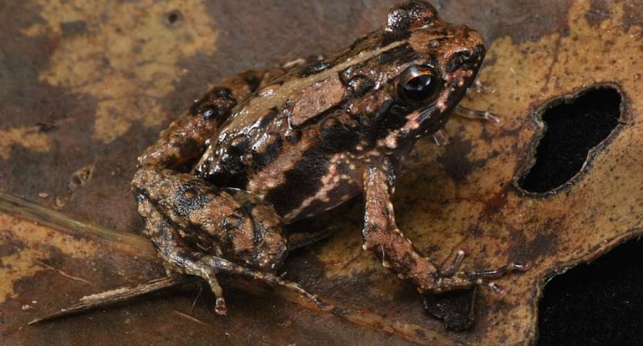 CSIR Scientist discovers a new frog species to Science