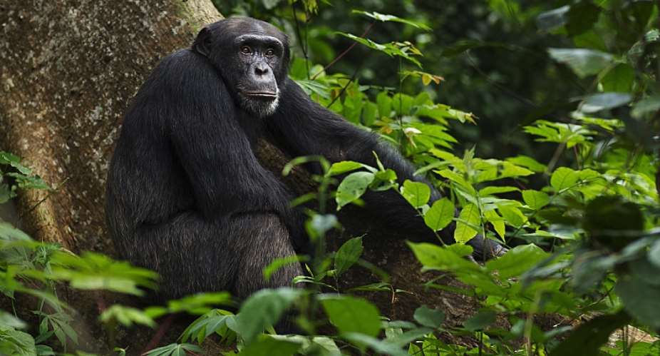 The best-known example of a  zoonotic pandemic is HIVAIDS, which originated from chimpanzees.  - Source: GettyImages