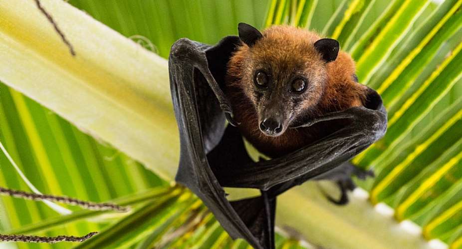 A fruit bat. - Source: Subphoto.com/Shutterstock