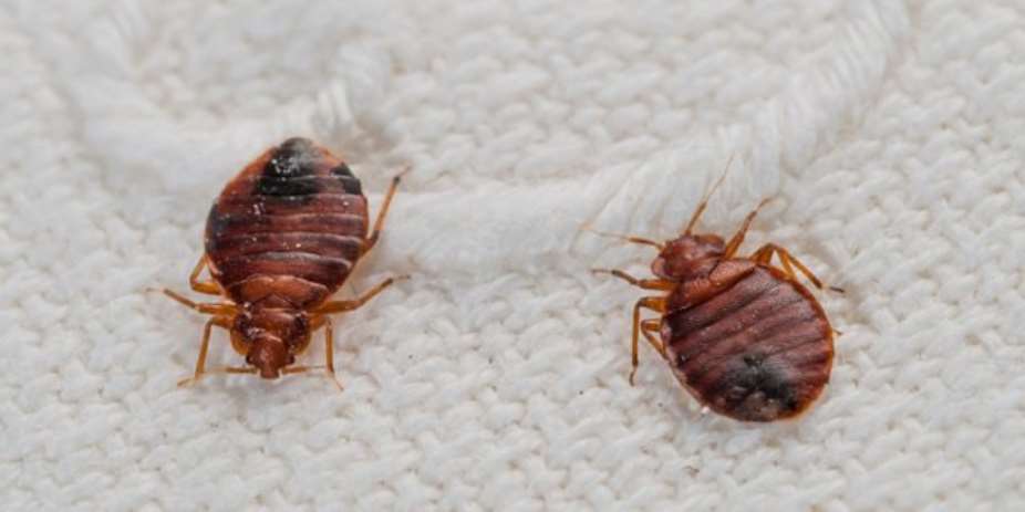 Angry man retaliates against city hall with cup of 100 bedbugs