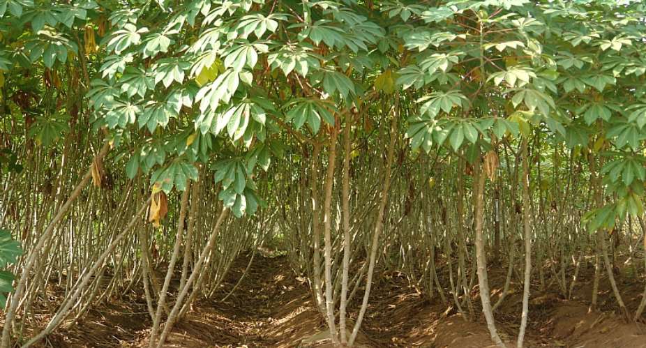How BASICS Is Changing Nigerias Cassava Seed Sector And Creating Seed Entrepreneurs