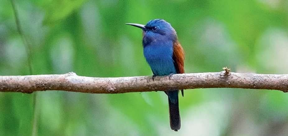 Blue-moustached Bee-eater Merops mentalis  David Monticelli