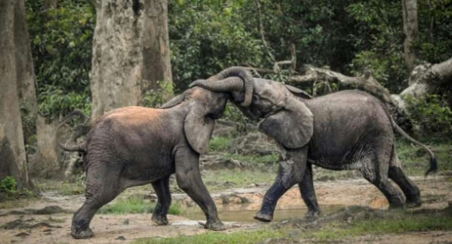 Zimbabwe to cull 50 elephants and distribute meat amid overpopulation crisis