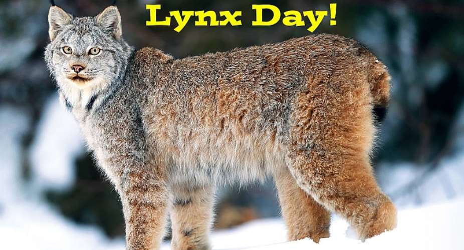 Credit: <a target=_blank href=https://www.deviantart.com/uranimated18/art/Happy-International-Lynx-Day-882332712>Uranimated18  deviantart.com</a>