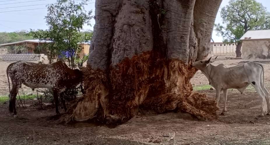 Grasslands Disappeared, Livestock Starved: Why Ruminants Are Feeding on Baobab Trees in Bongo District