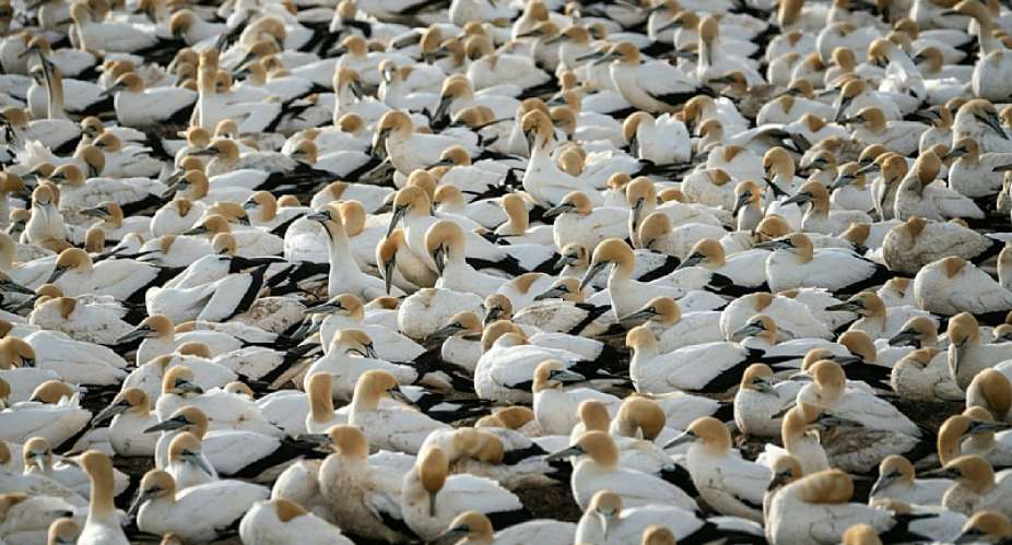 Cape gannets colony, South Africa. - Source: Asher Pardey, Unsplash