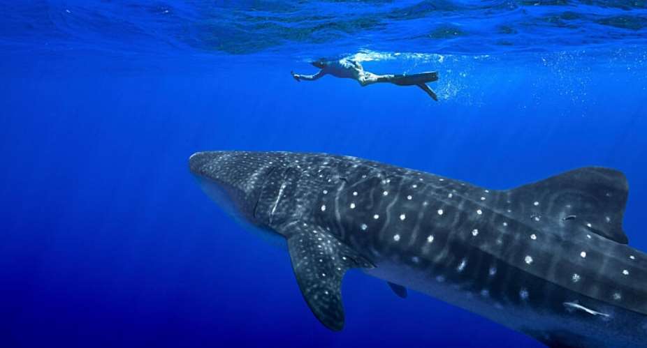 FILE - A person swims near a whale shark off the coast of St. Helena in the South Atlantic Ocean in February 2025. -  AP - Flora Tomlinson-Pilley