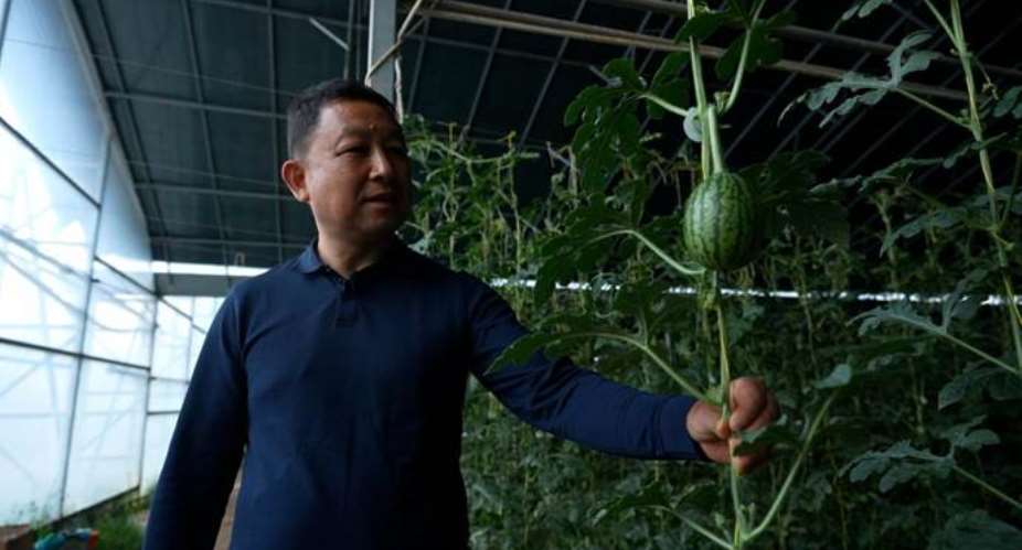 Zhang Weitao examines watermelons sprouting from dark, nutrient-dense organic soil. Photo: CGTN Radio